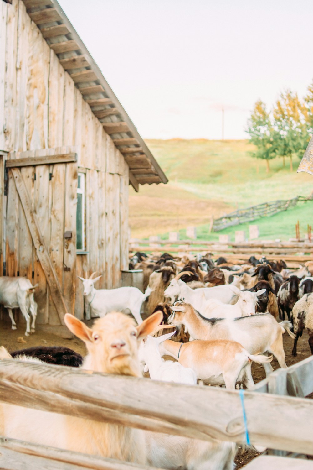Goats grazing in an open field